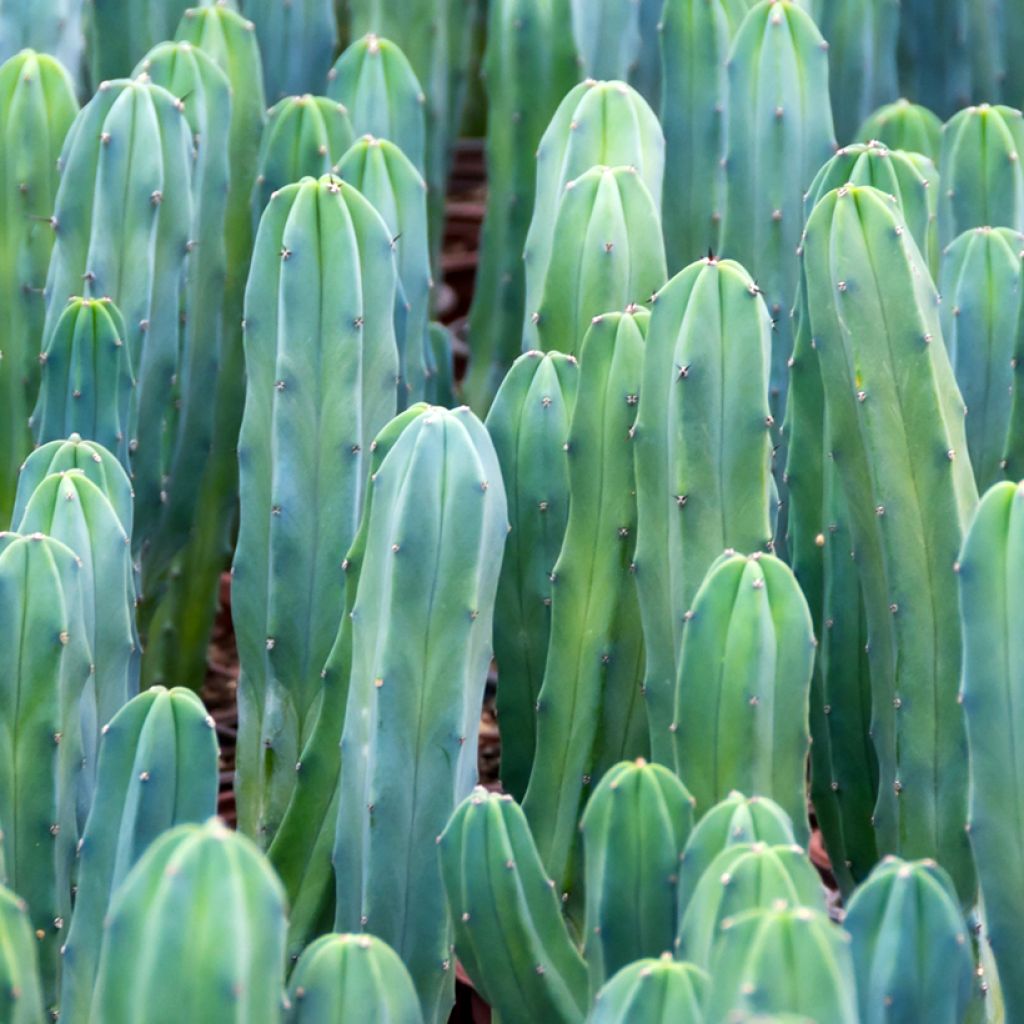 Myrtillocactus geometrizans - Blue candle cactus