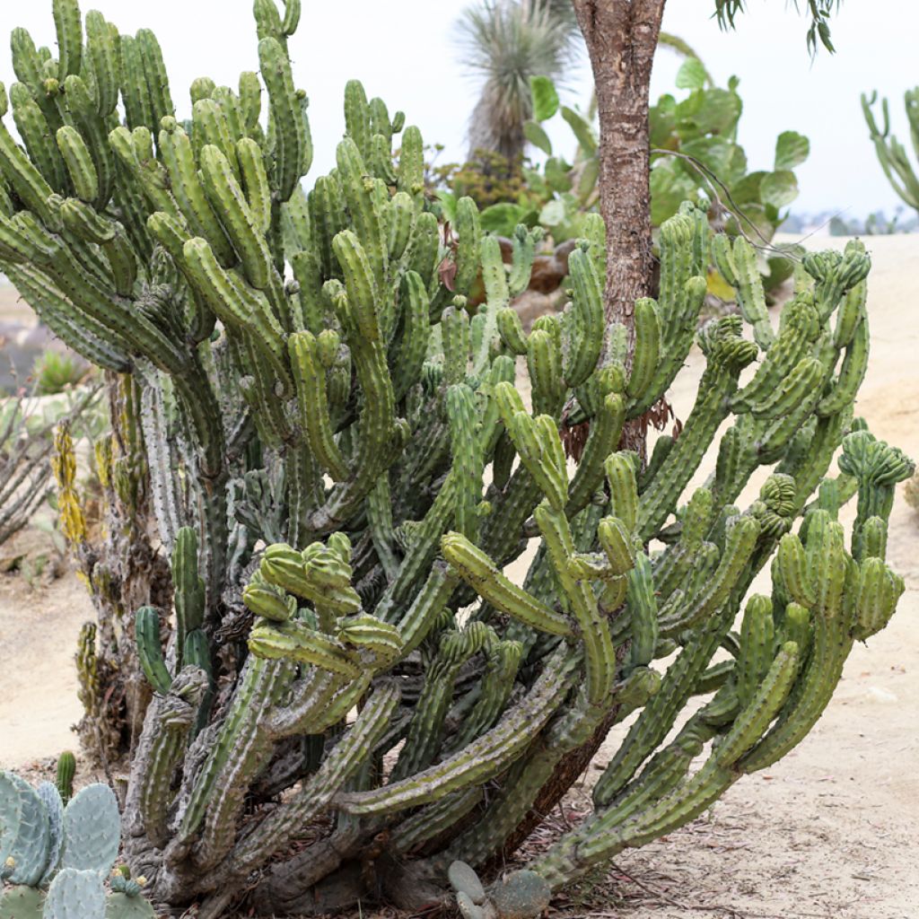 Myrtillocactus geometrizans - Blue candle cactus
