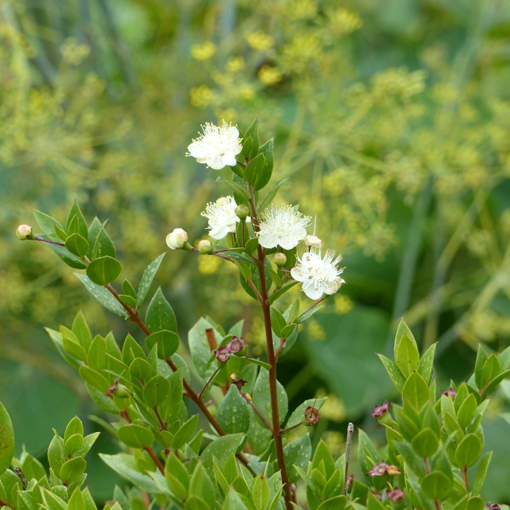 Myrtus communis - Myrte commun