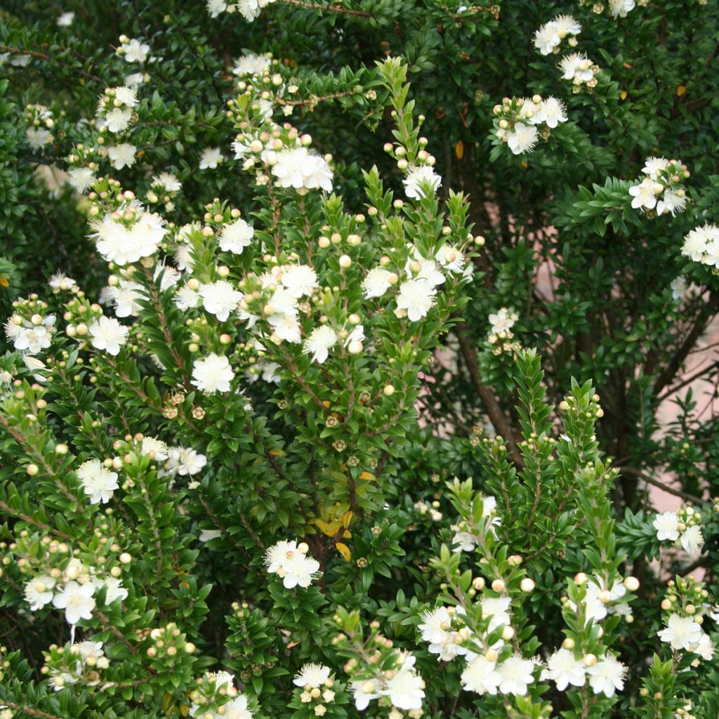 Myrtus communis - Myrte commun