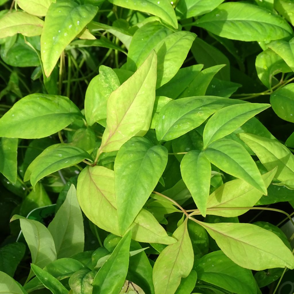 Nandina domestica Wood's Dwarf - Bambou sacré nain