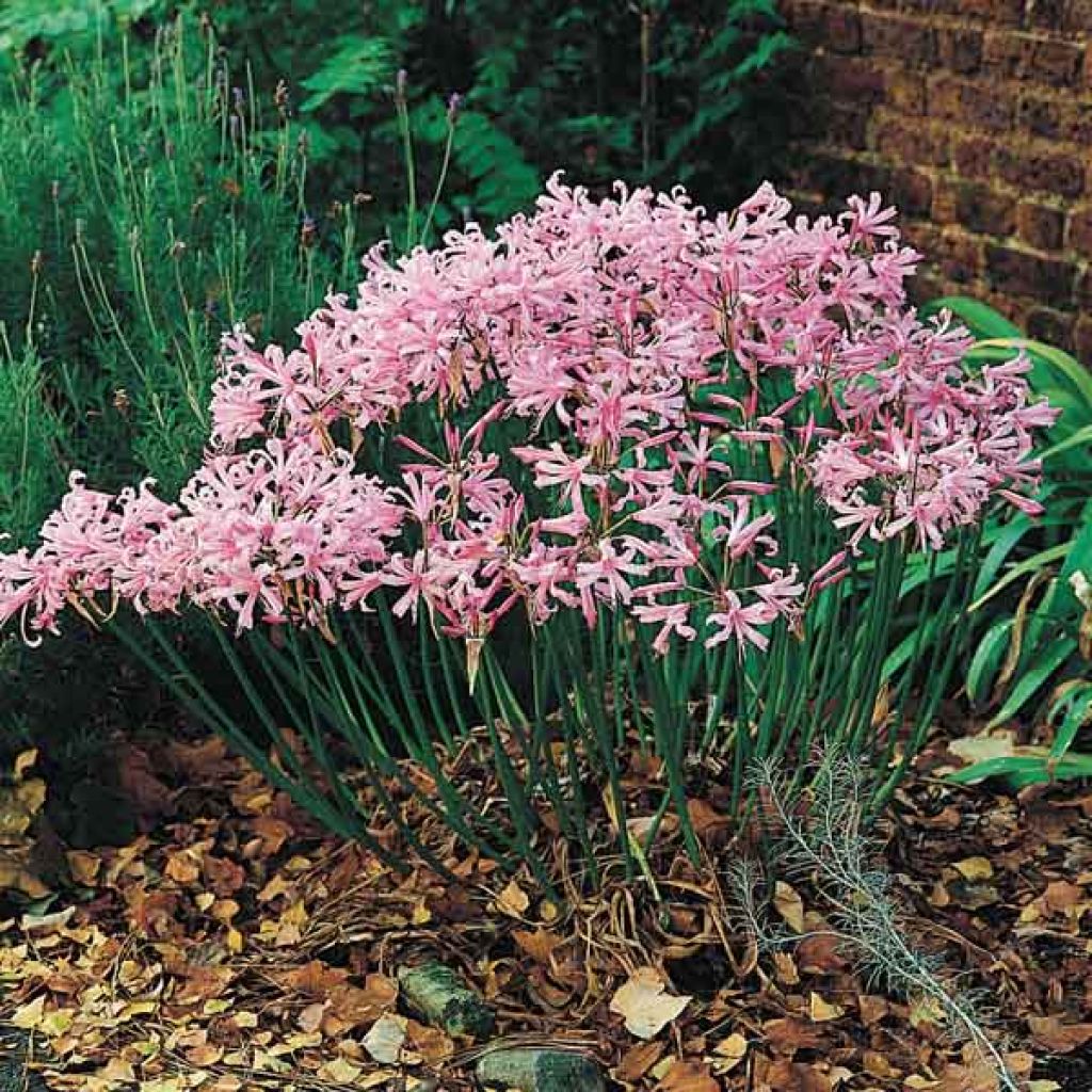 Nerine bowdenii pink triomph bulbe