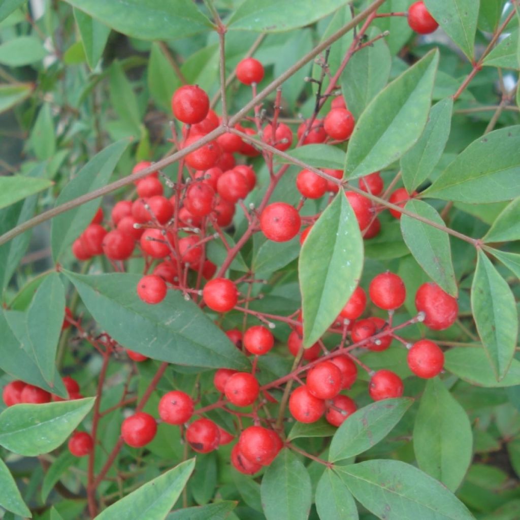 Nandina domestica - Sacred Bamboo