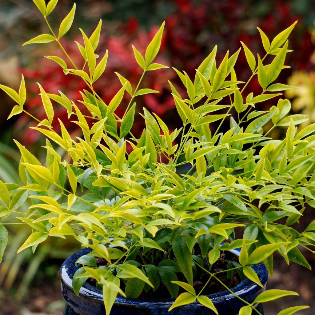 Bambou sacré - Nandina domestica Brightlight