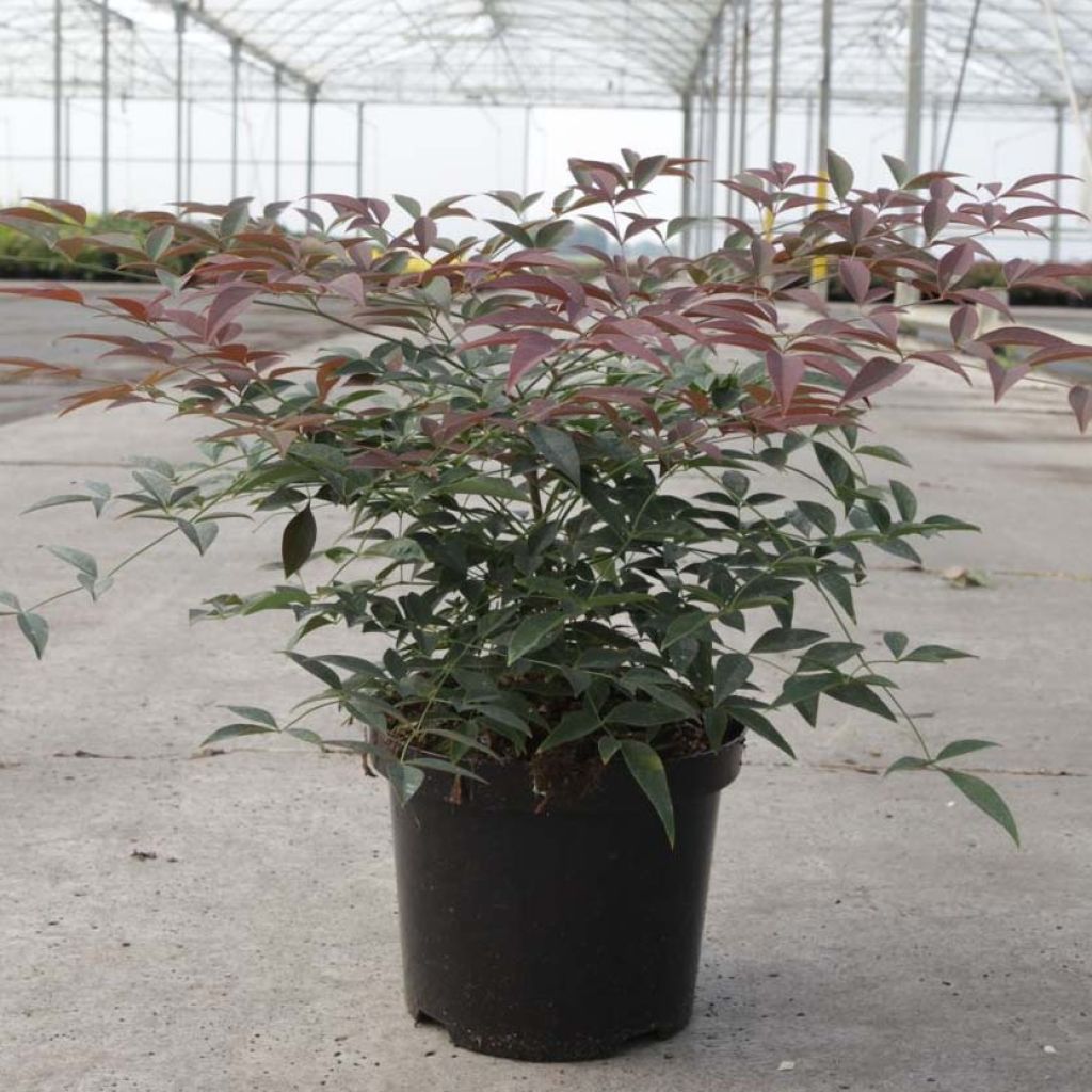 Nandina domestica FLIRT- Bambou sacré nain