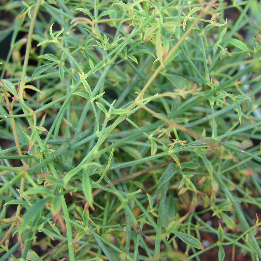 Nandina domestica Filamentosa - Bambou sacré 