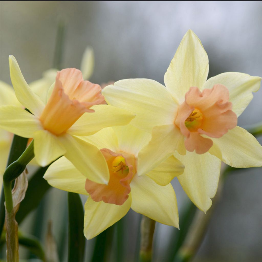 Narcisse Blushing Lady