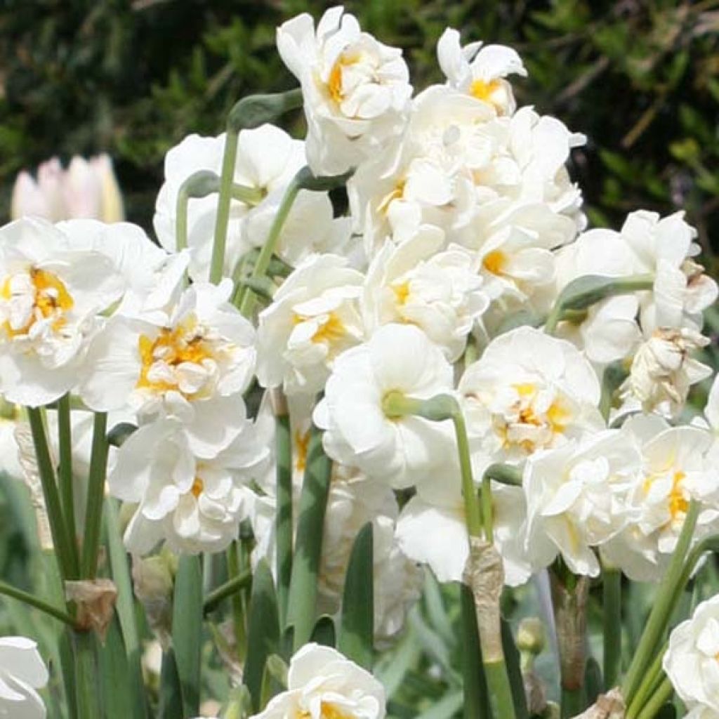 Narcisse Bridal Crown