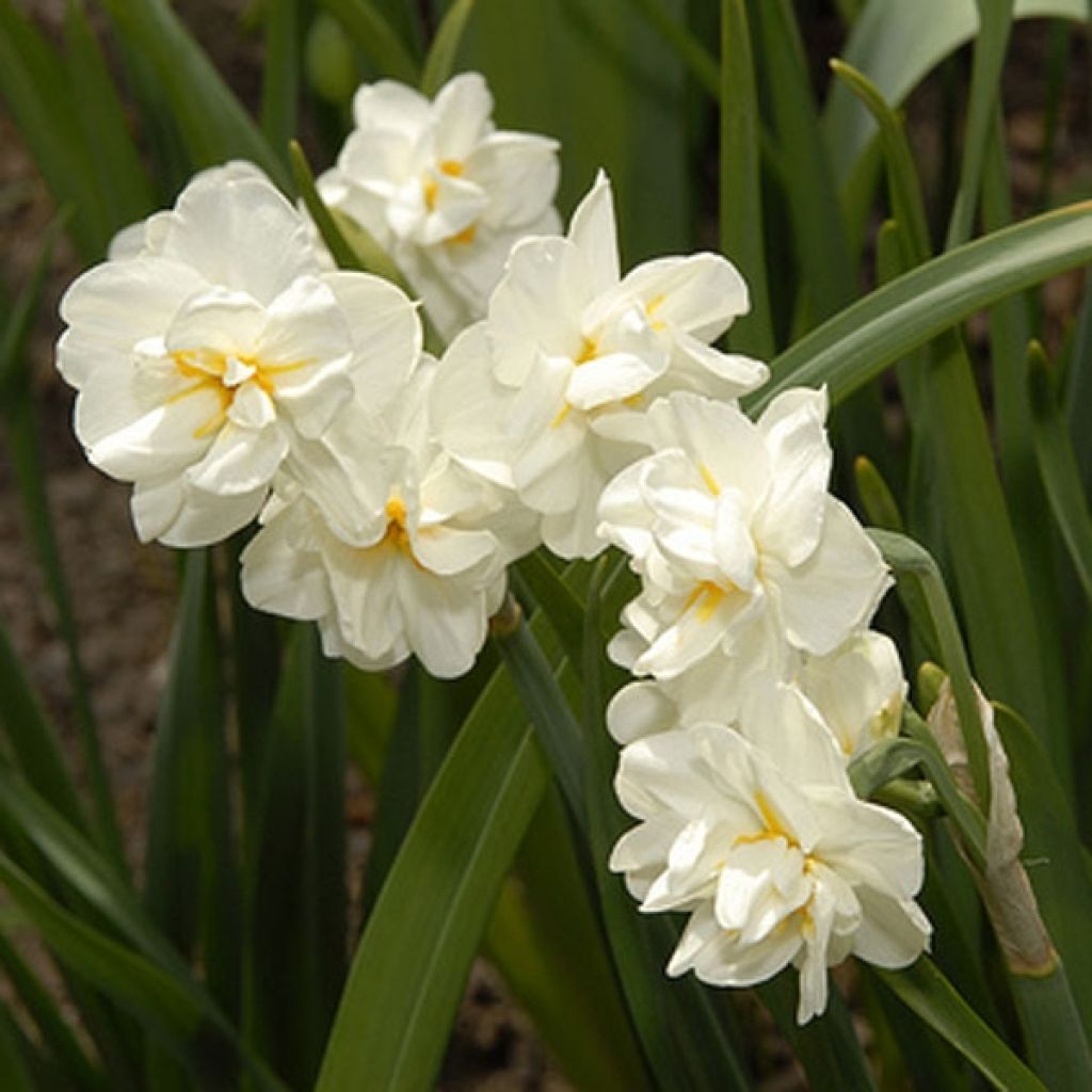 Narcisse Bridal Crown