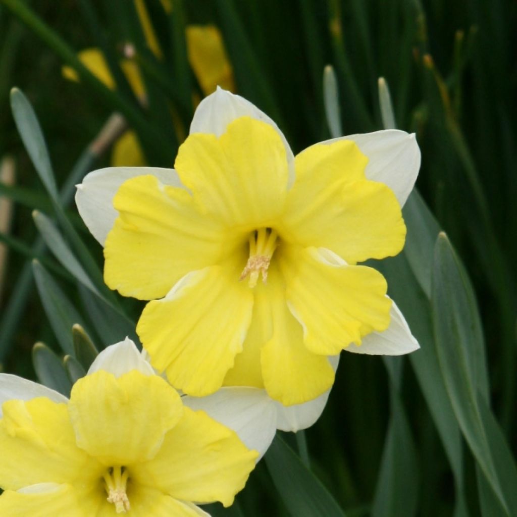 Narcisse Cassata