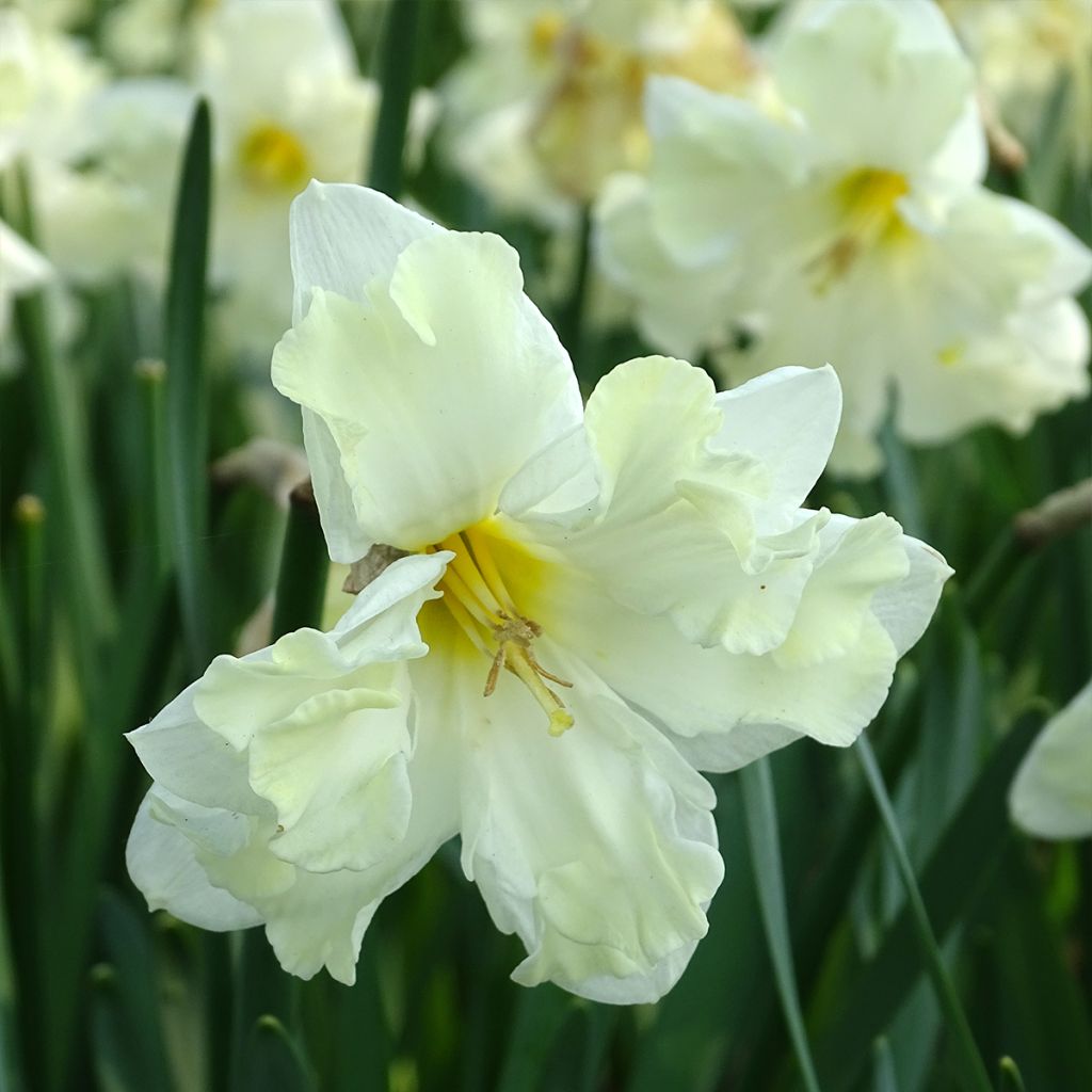 Narcisse Cassata