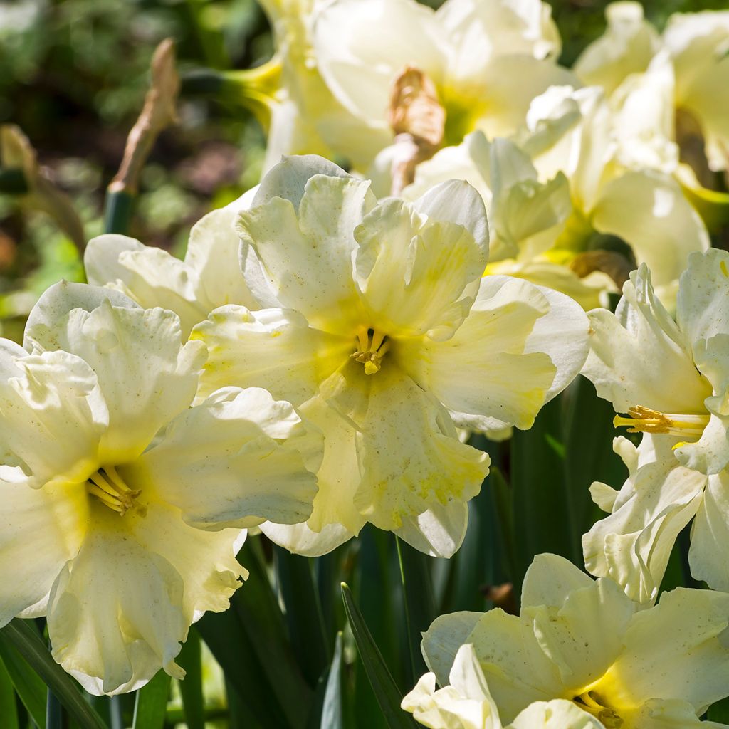 Narcisse Cassata