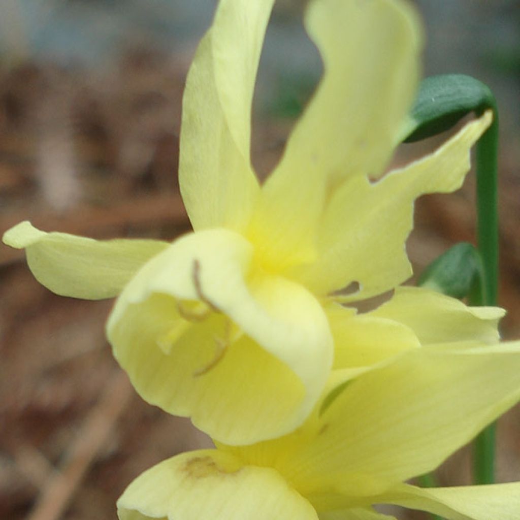 Narcissus triandrus Hawera - Daffodil