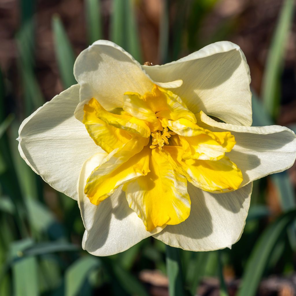 Narcisse Lemon Beauty