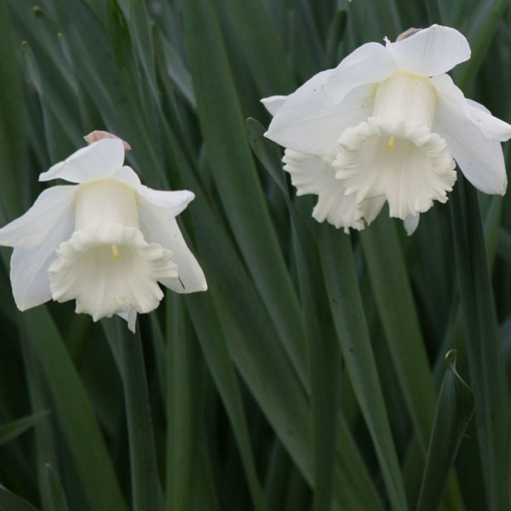 Narcisse Mount Hood