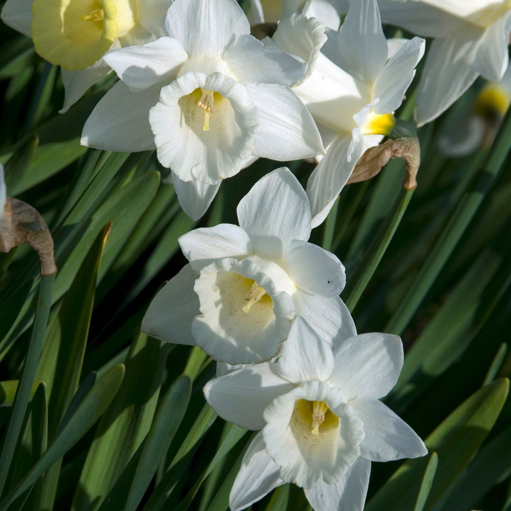 Narcisse Mount Hood