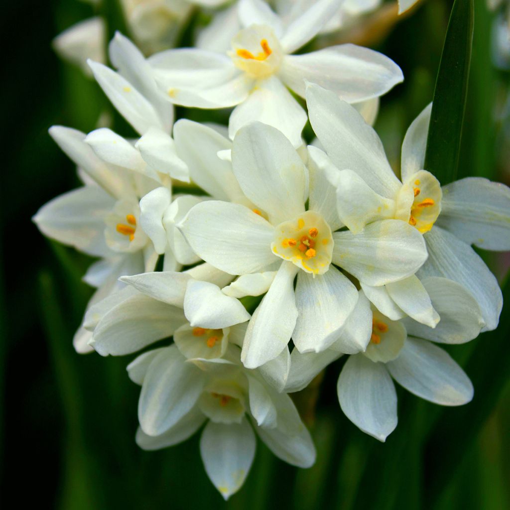 Narcisse Paperwhite - Narcissus papyraceus