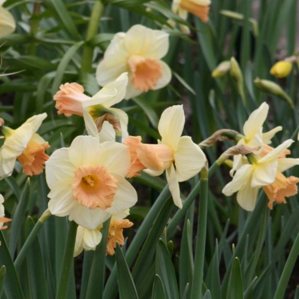 Narcissus Sagitta - Daffodil