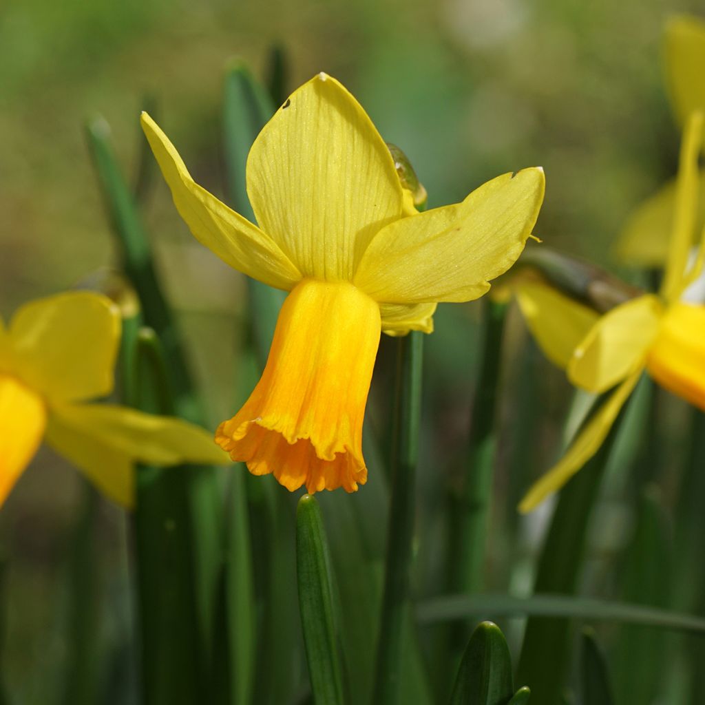 Narcissus cyclamineus Tête-à-tête