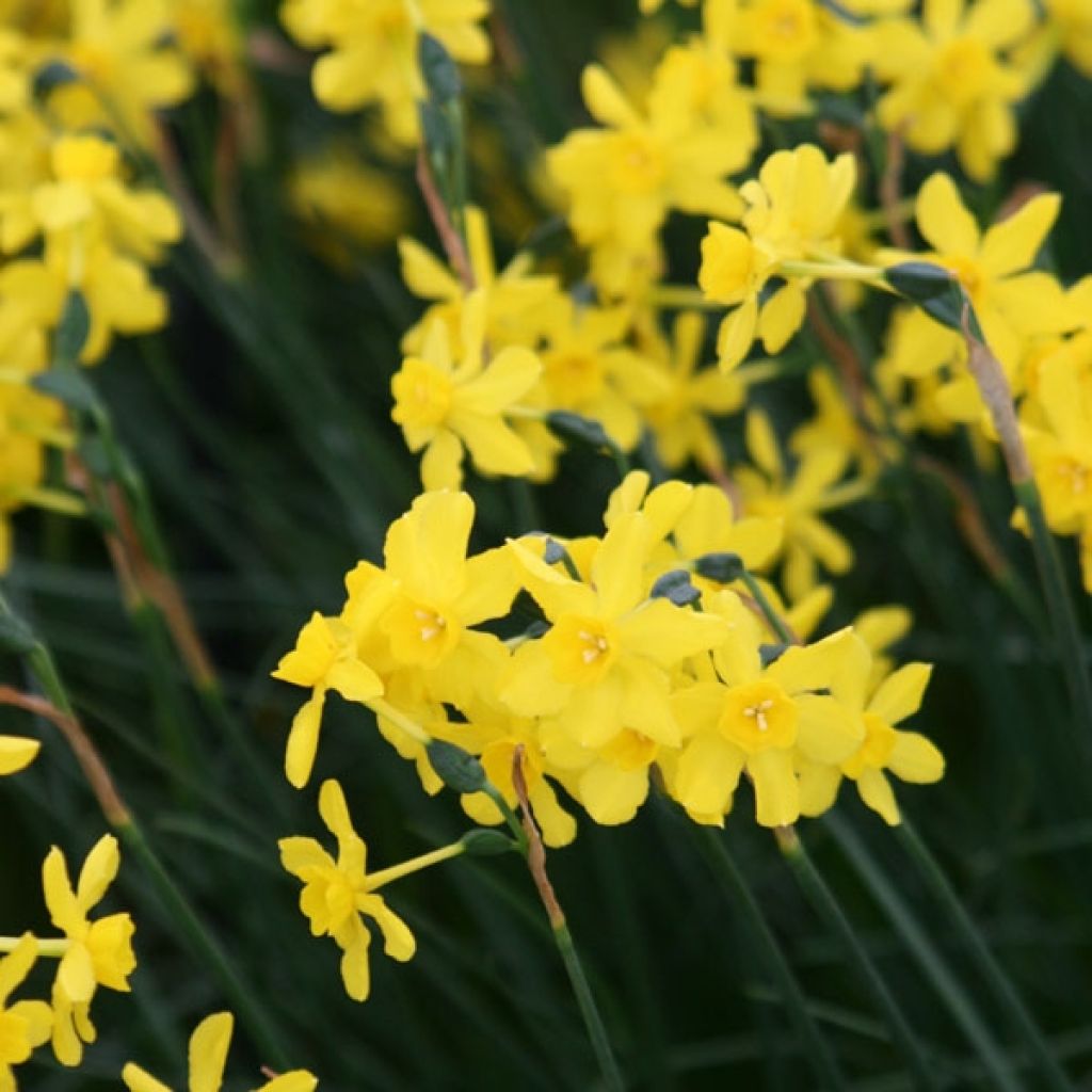 Narcisse Twinkling Yellow