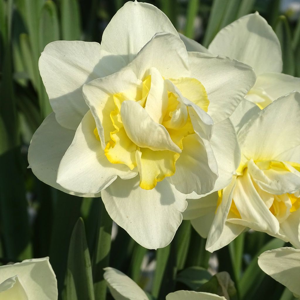 Narcissus White Lion - Daffodil