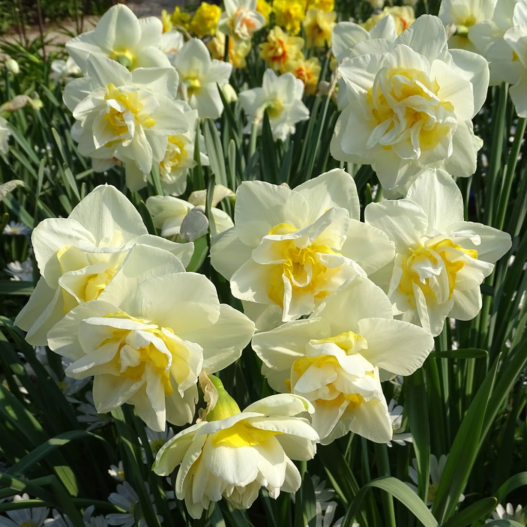 Narcissus White Lion - Daffodil