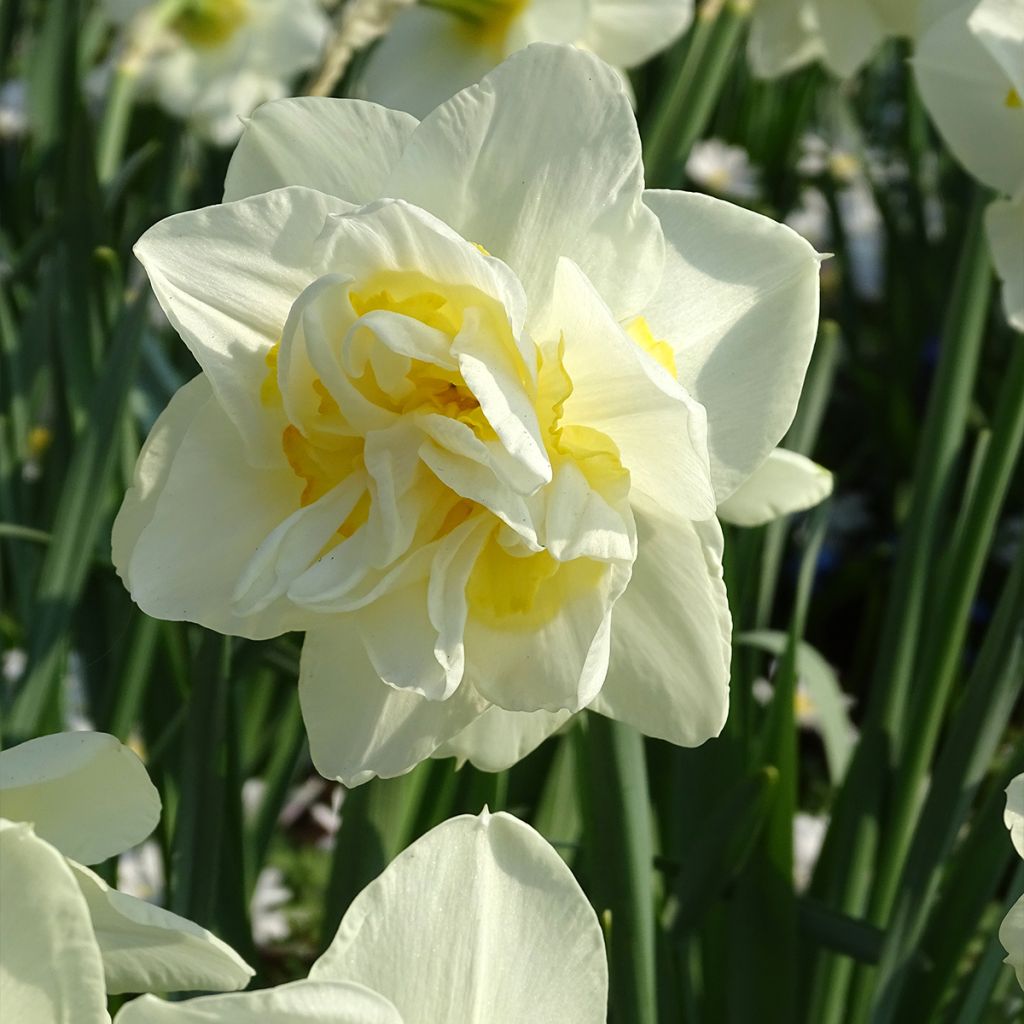 Narcissus White Lion - Daffodil