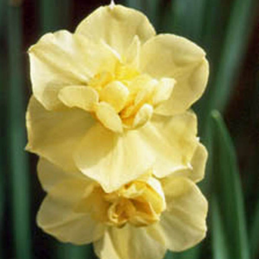 Narcissus Yellow Cheerfulness - Daffodil
