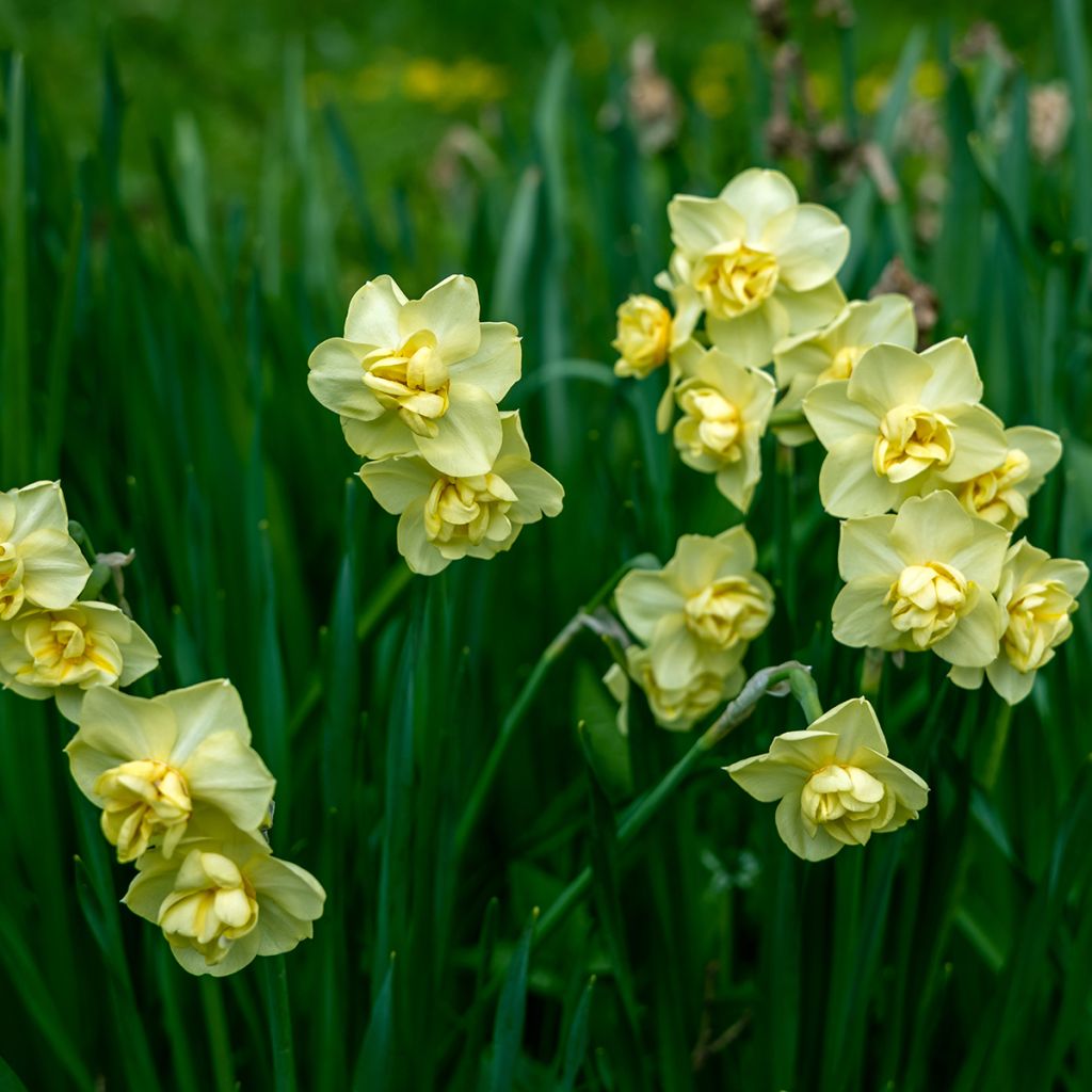 Narcisse Yellow Cheerfulness