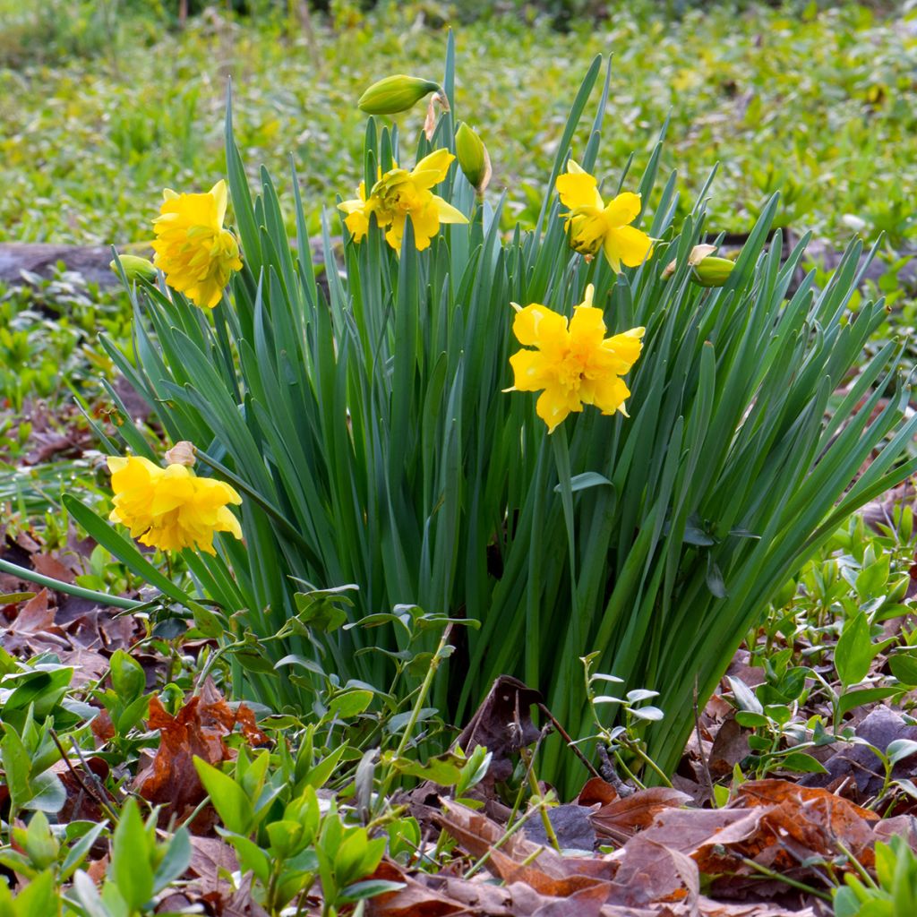 Narcisse odorus Campernelle