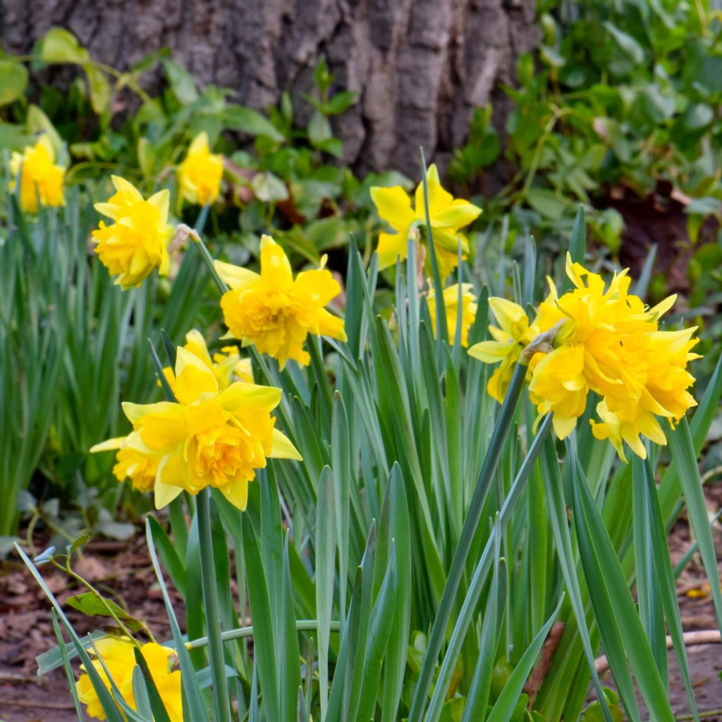 Narcisse odorus Campernelle