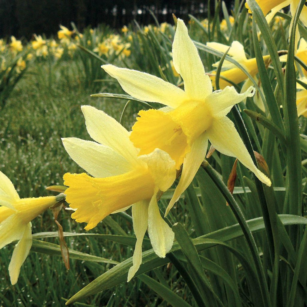 Narcisse pseudonarcissus - Jonquille des Bois