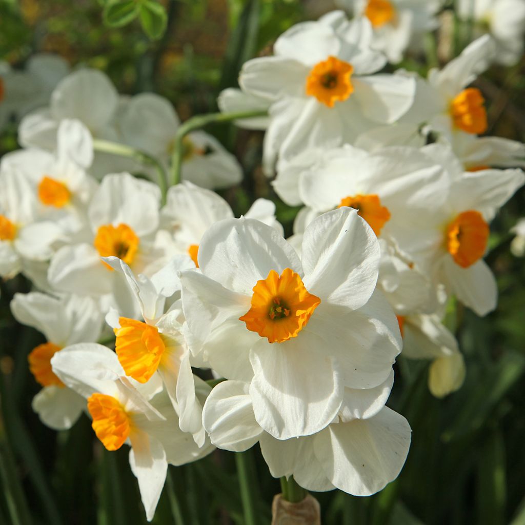 Narcisse tazette Geranium