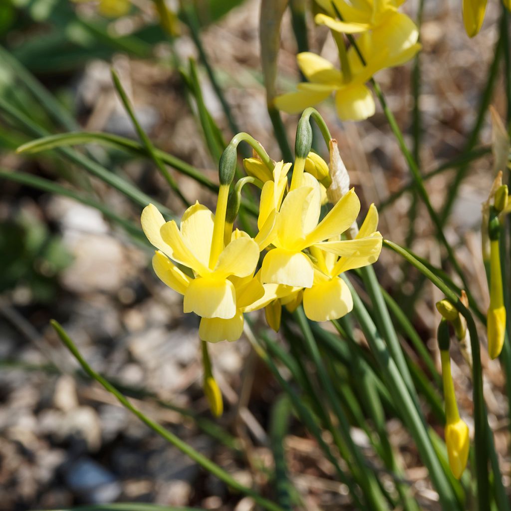 Narcissus triandrus Hawera - Daffodil