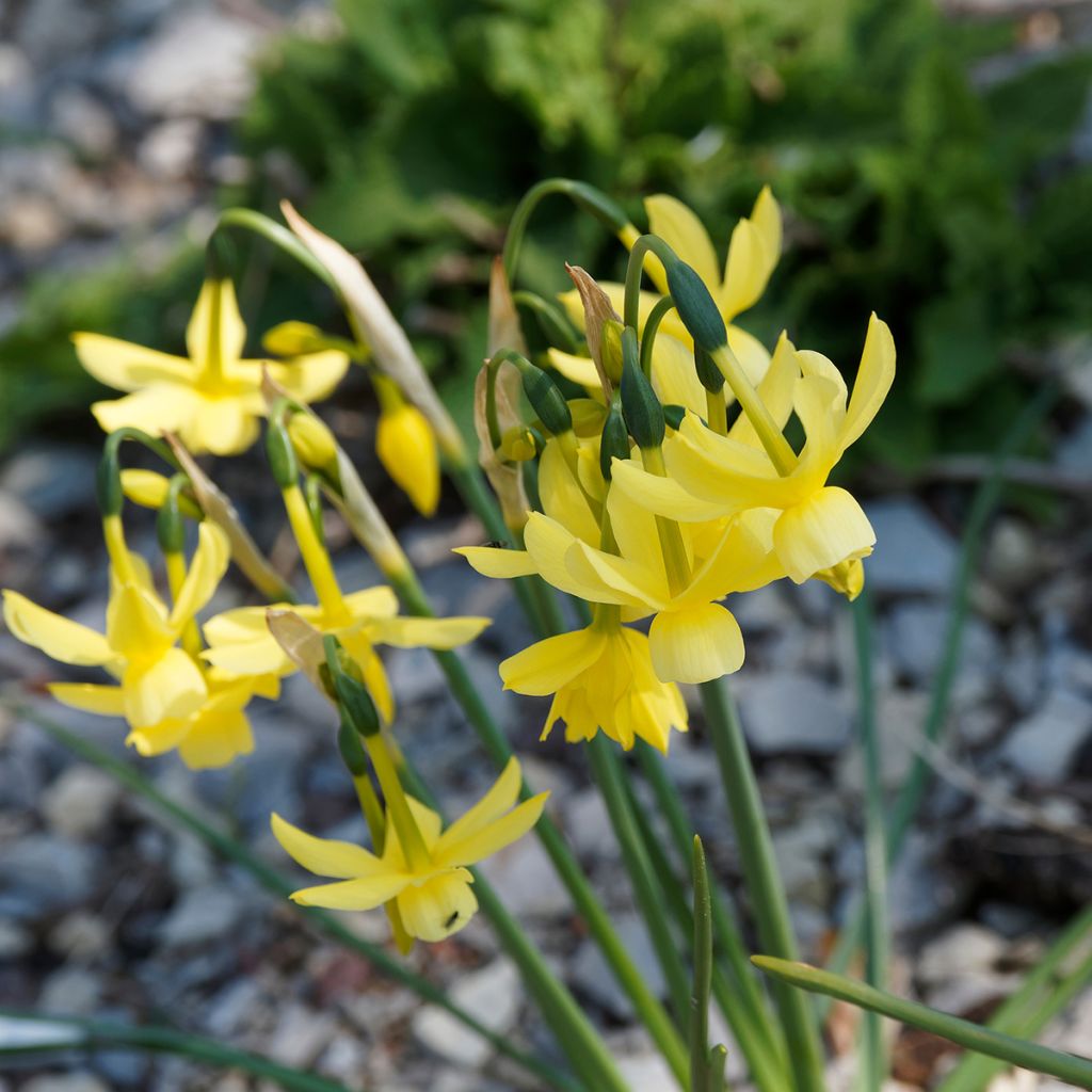 Narcissus triandrus Hawera - Daffodil