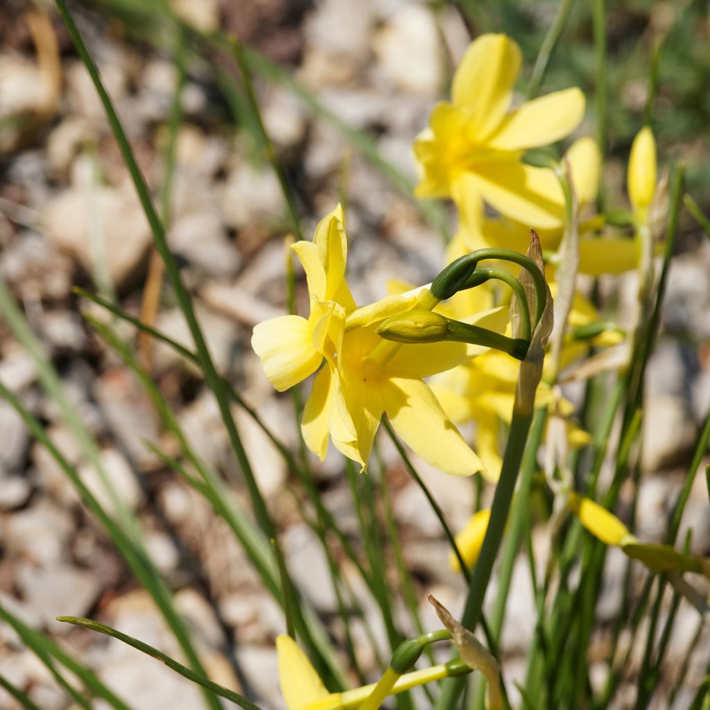Narcissus triandrus Hawera - Daffodil