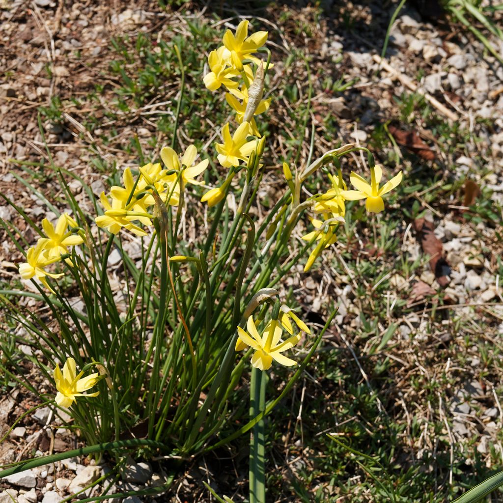 Narcissus triandrus Hawera - Daffodil