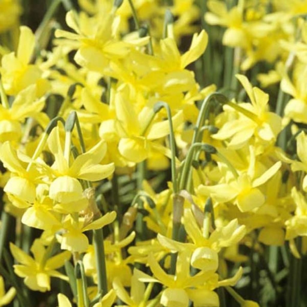 Narcissus triandrus Hawera - Daffodil