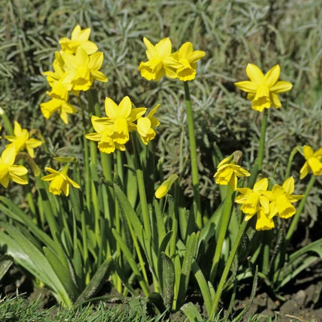 Narcisse Tête à Tête