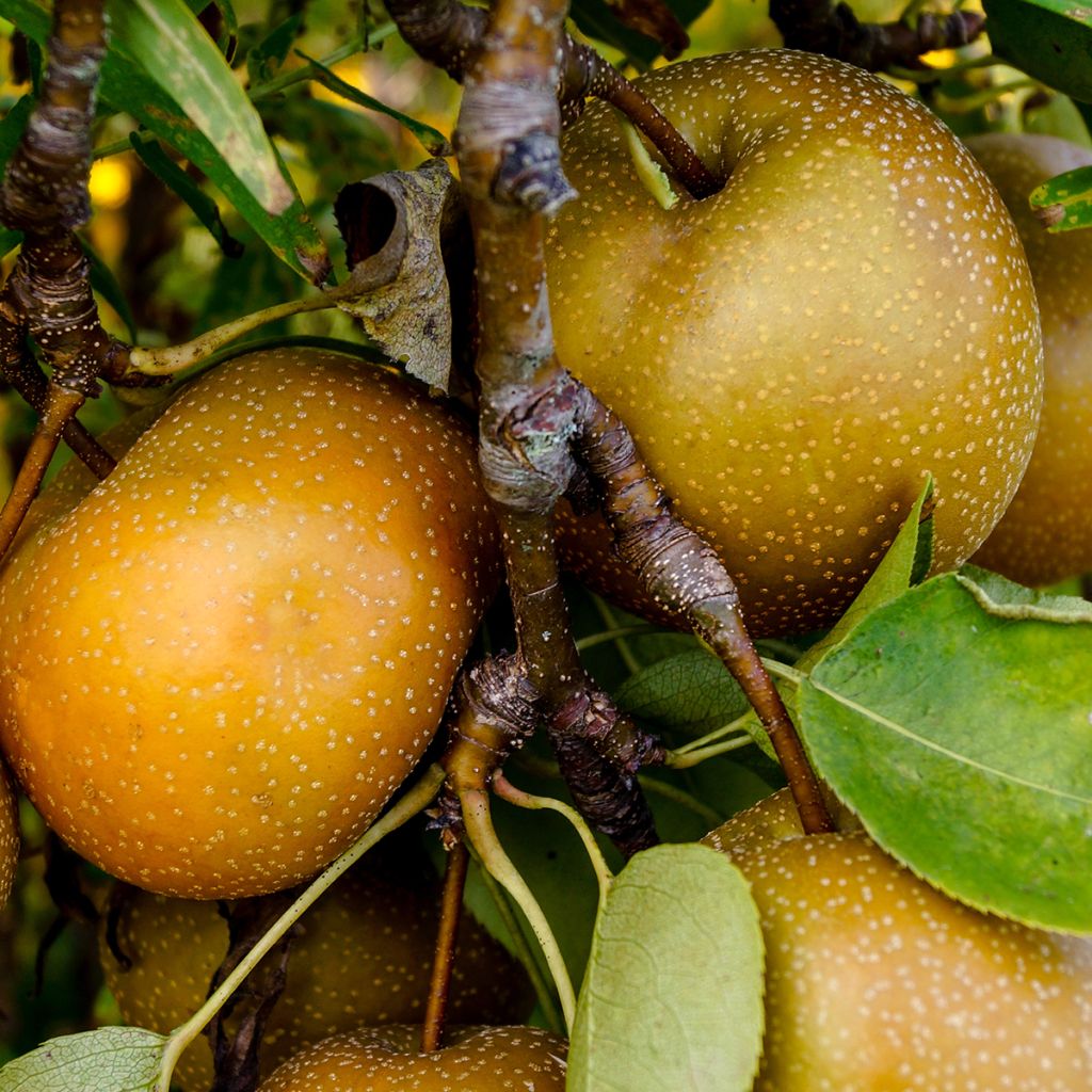 Pyrus pyrifolia - Asian Pear