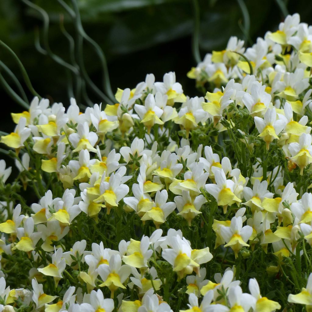 Nemesia Fairy Kisses Citrine Mini-mottes