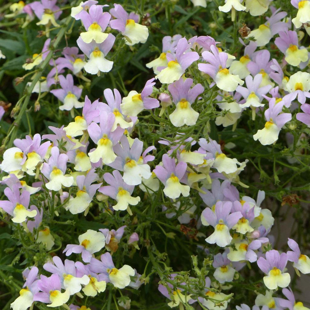 Nemesia Pink Lemonade - Némésie lilas et jaune pâle.