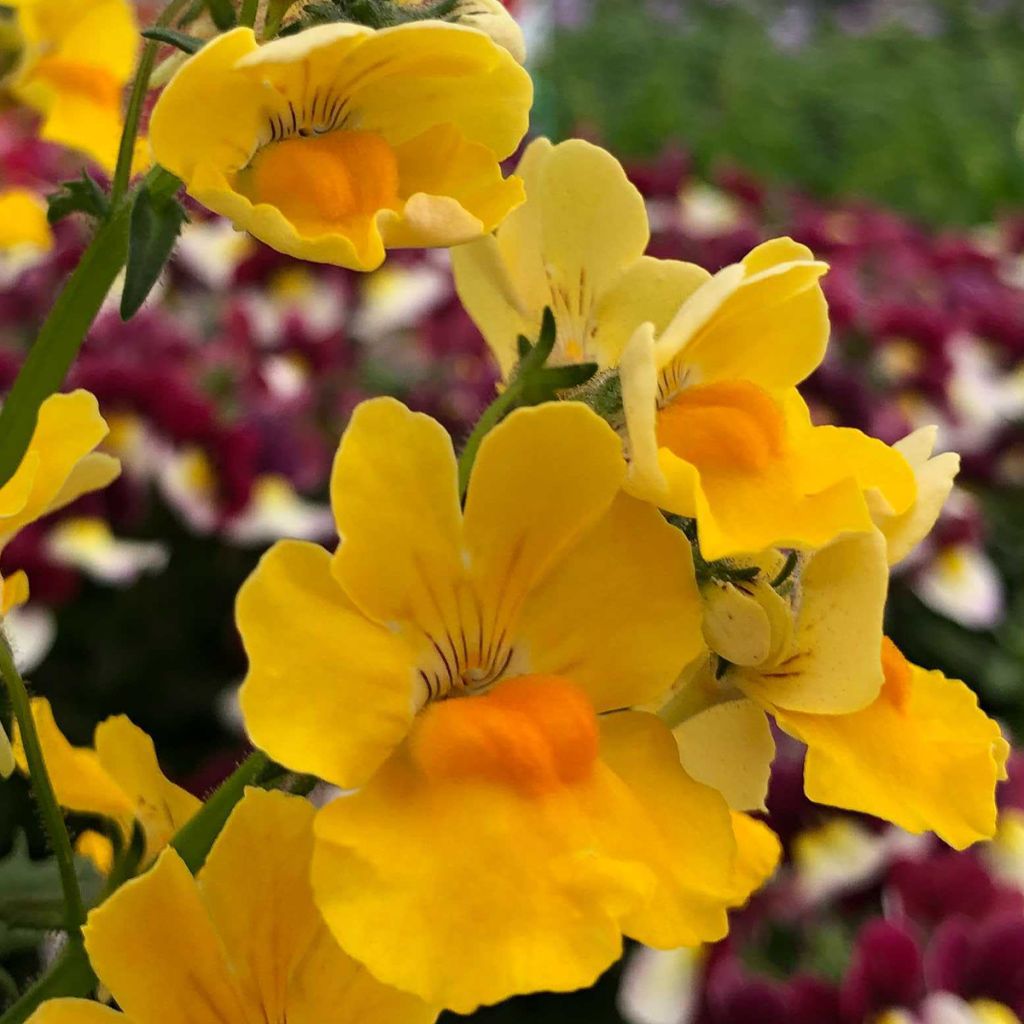 Nemesia Sunsatia Plus Pomelo