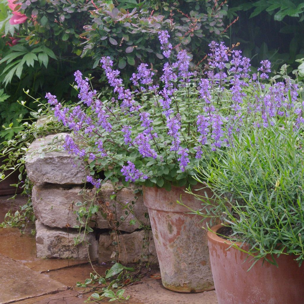 Nepeta faassenii Purrsian Blue - Catnip