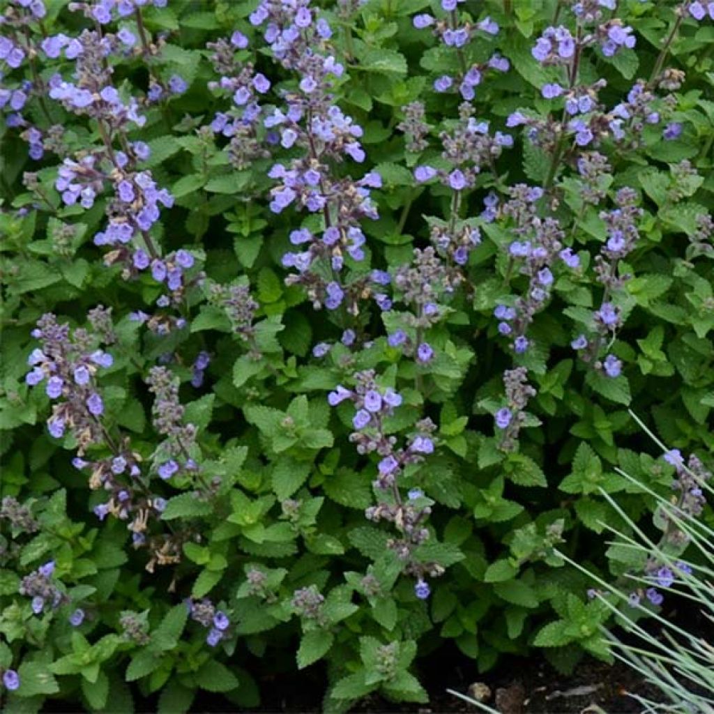 Nepeta faassenii Purrsian Blue - Catnip