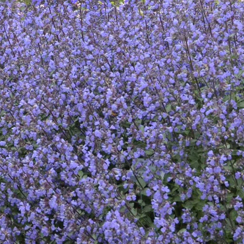 Nepeta faassenii Purrsian Blue - Catnip