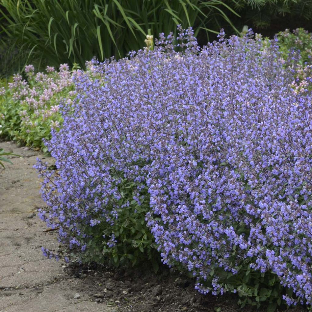 Nepeta faassenii Purrsian Blue - Catnip