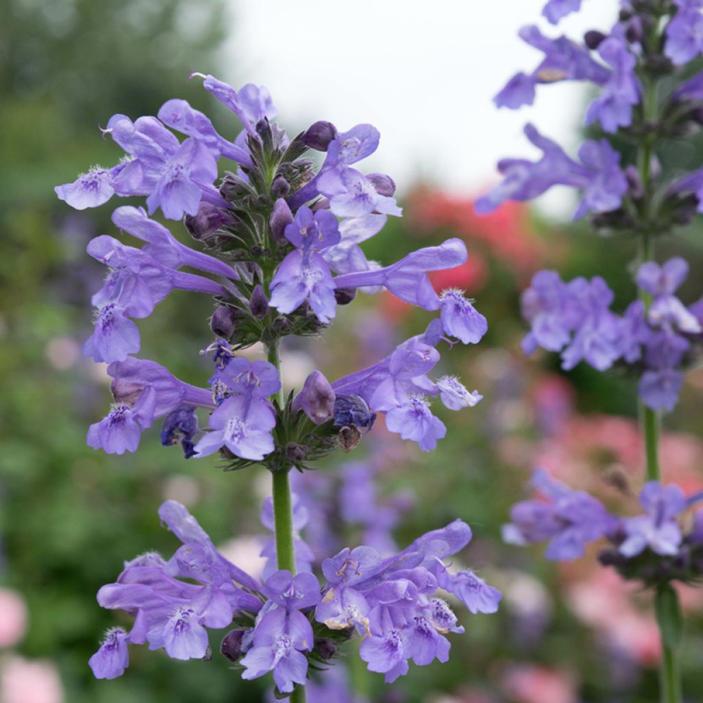 Nepeta faassenii Purrsian Blue - Catnip