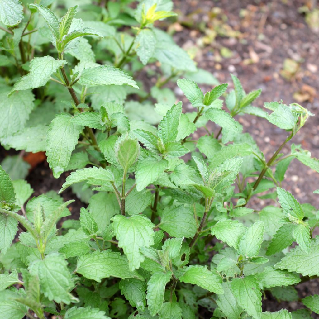 Nepeta cataria Citriodora