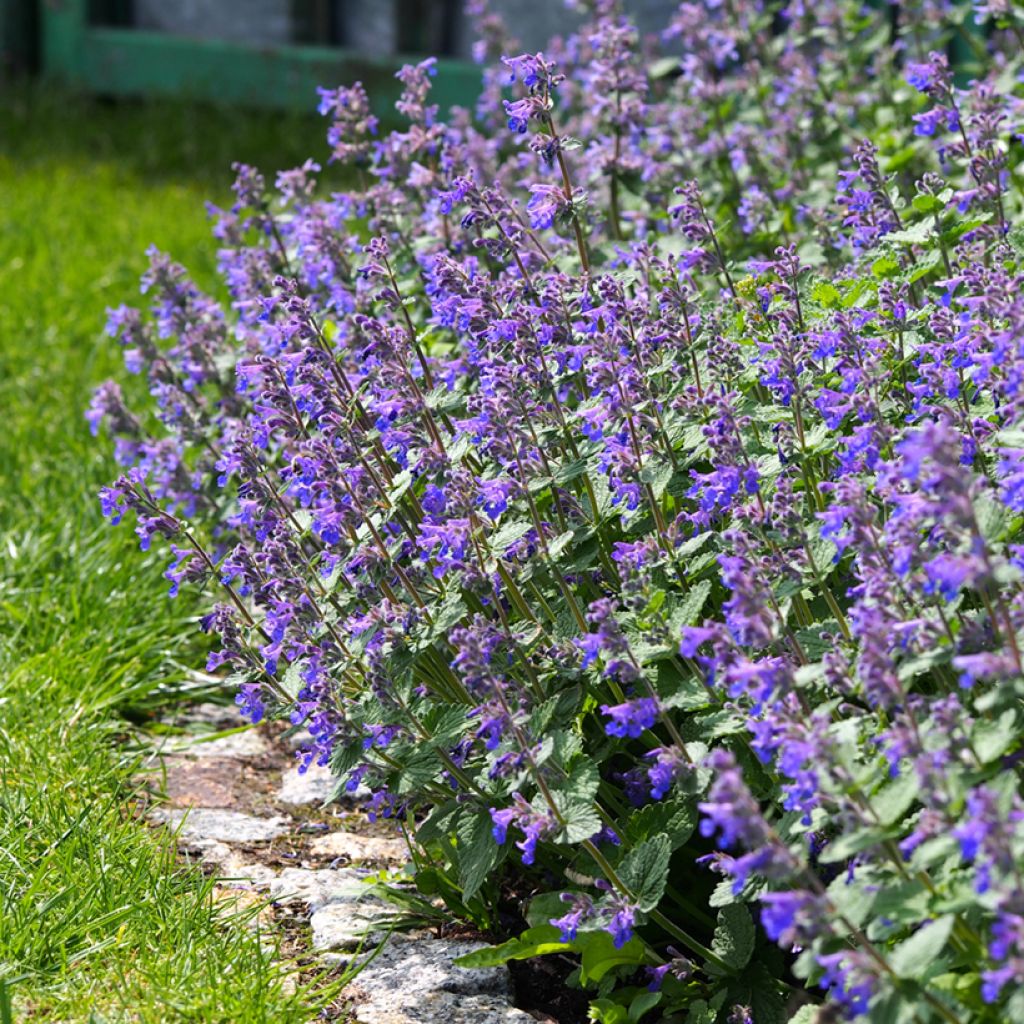 Nepeta faassenii - Catnip